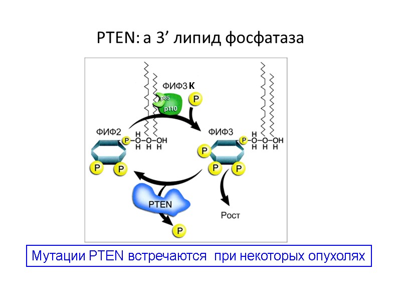 PTEN: a 3’ липид фосфатаза Мутации PTEN встречаются  при некоторых опухолях К